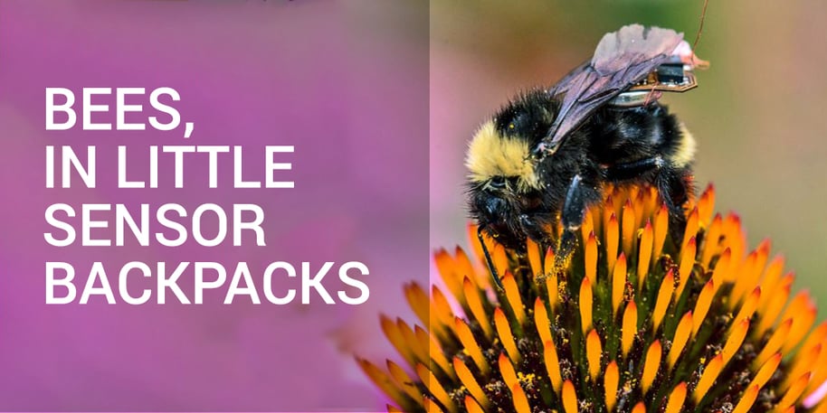 Living IoT: Drones vs Worker Bees